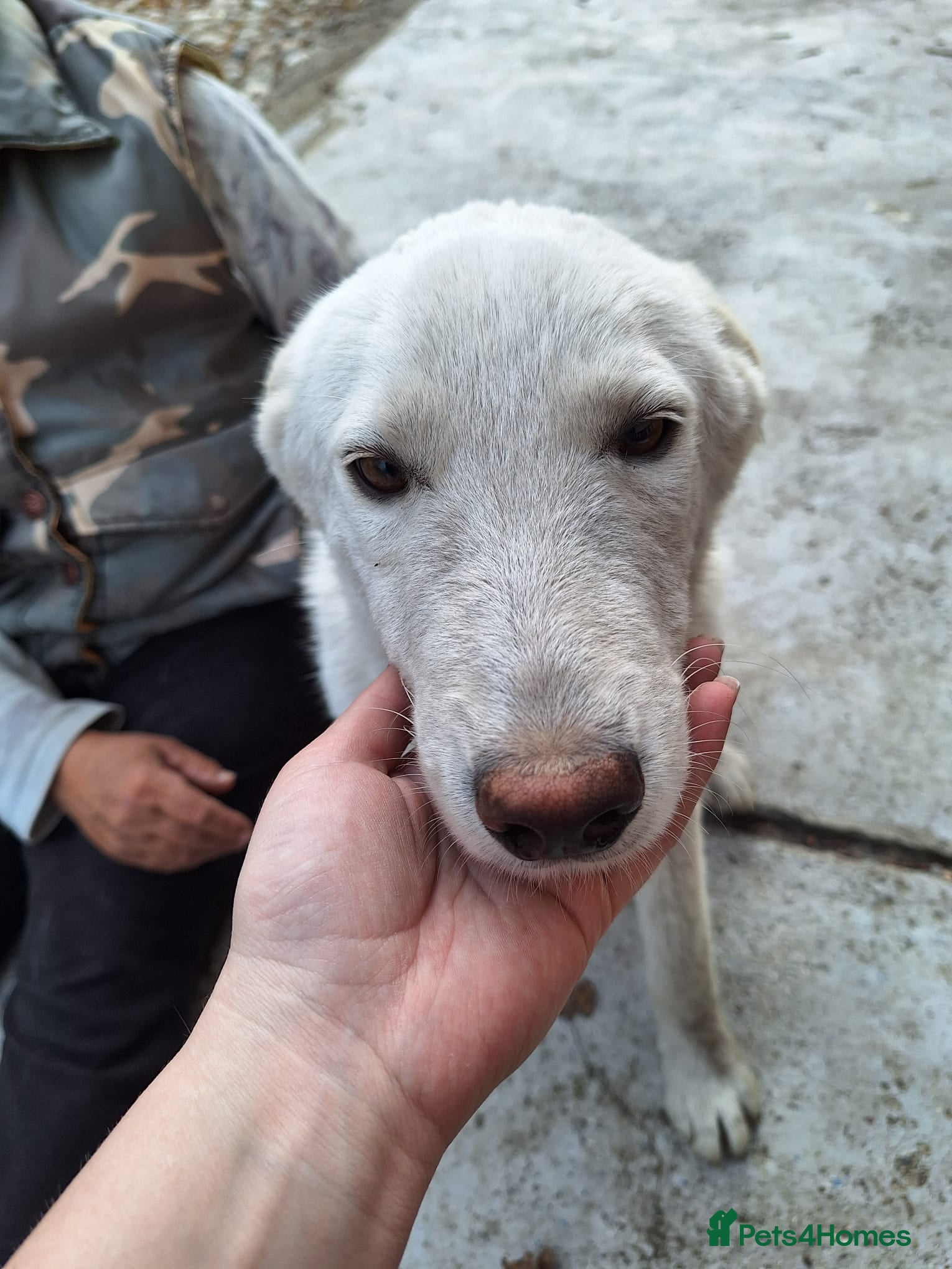 Mixed Breed dogs 🤍 HAPPY – The Gentle Soul Who Still Believes 🐶✨ - Advert 2