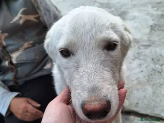 Mixed Breed dogs 🤍 HAPPY – The Gentle Soul Who Still Believes 🐶✨ - Advert 2