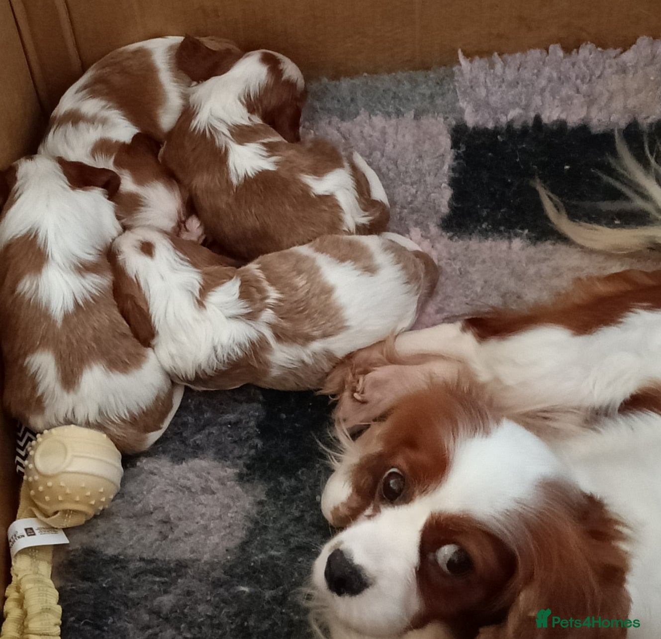 Cavalier King Charles Spaniel dogs Cavalier king Charles KC Reg health tested parents - Advert 13