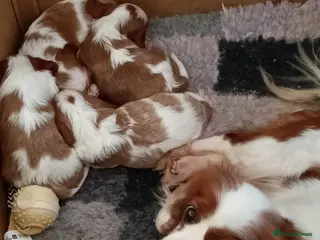 Cavalier King Charles Spaniel dogs Cavalier king Charles KC Reg health tested parents - Advert 13