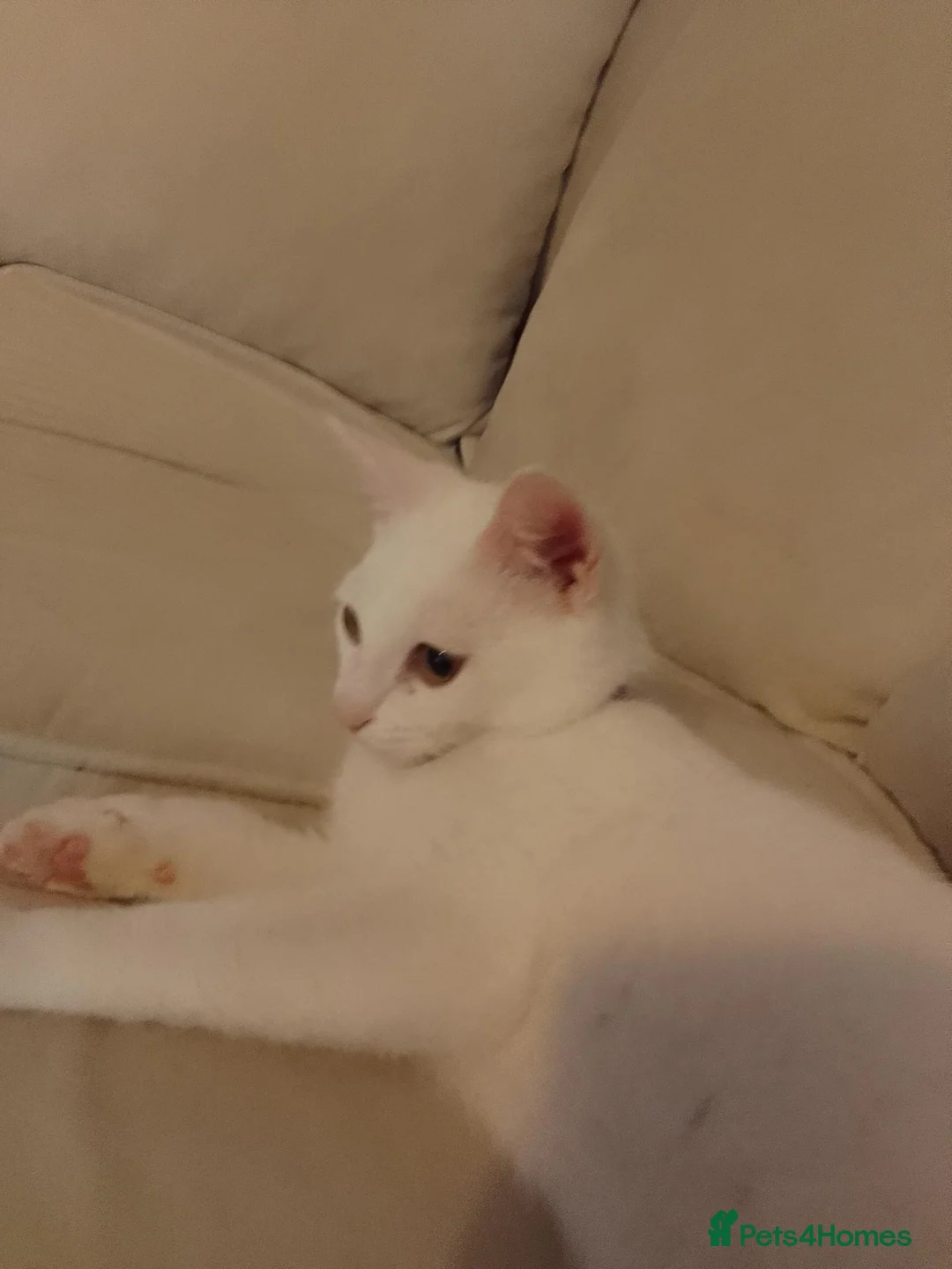 Mixed Breed cats for sale: Moonlight  in Burton-on-Trent - Advert 2