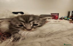 Maine Coon cats for sale: Mainecoon kittens - Image 7