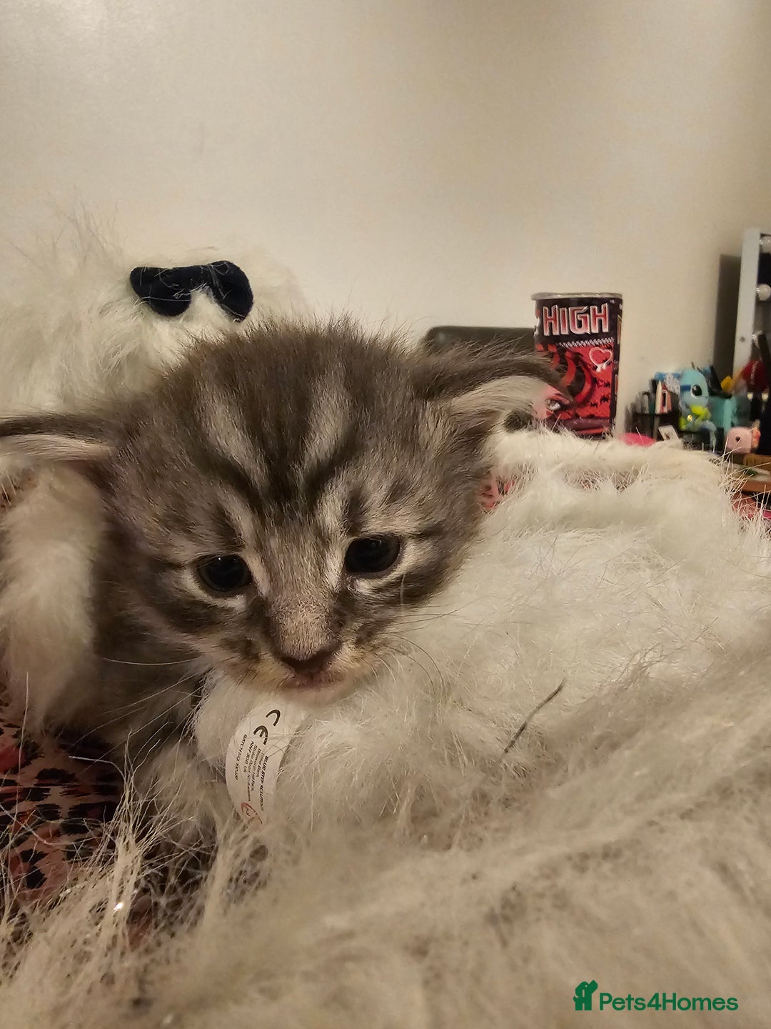 Maine Coon cats for sale: Mainecoon kittens - Image 7