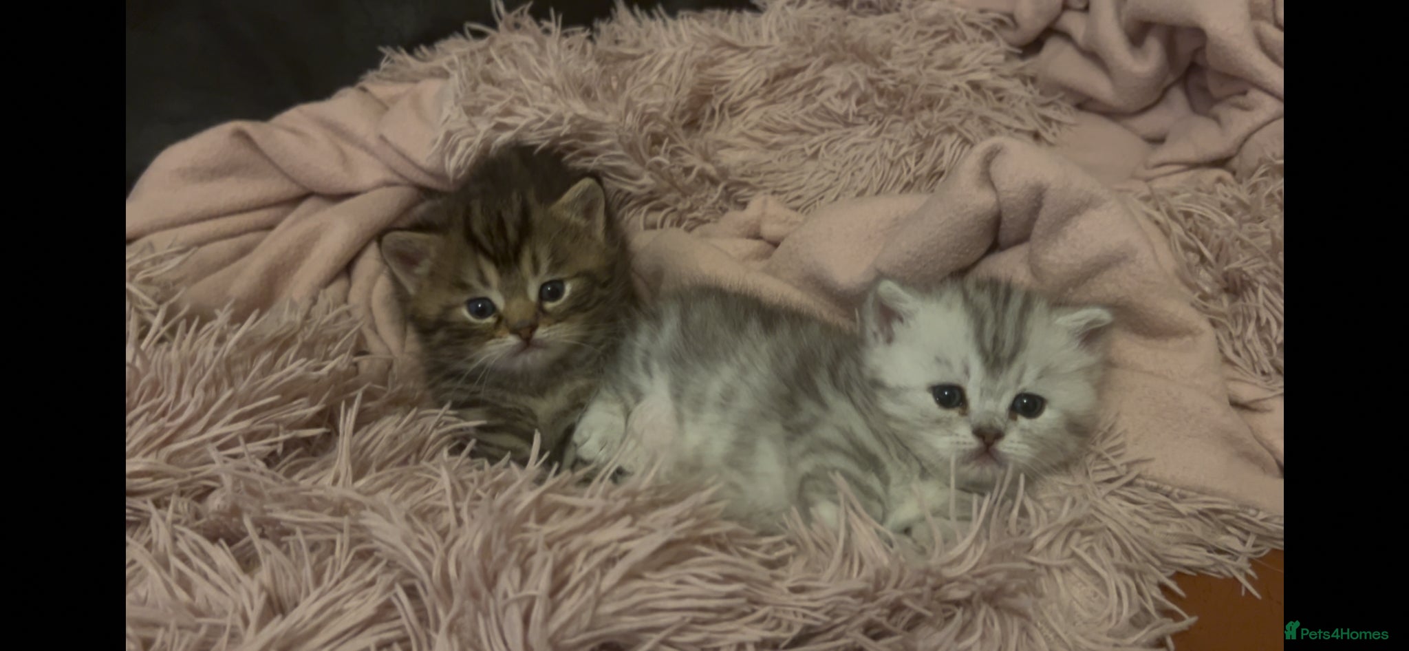 Munchkin cats Special Munckin Fur Babies - Advert 2