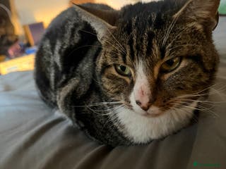 British Shorthair cats Free Lovely male British shorthair Free - Advert 16