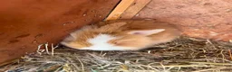 Mini Lion Lop rabbits for sale: 2 baby lion lop bunnies  in Wareham - Advert 6