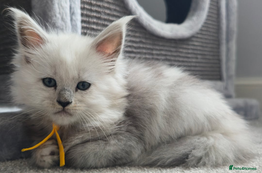 Maine Coon cats for sale: Maine Coon Kittens - Image 10