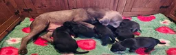 Labrador Retriever dogs for sale: 8 BEAUTIFUL KCREG LABRADORS. HEALTH TESTED PARENTS - Advert 23