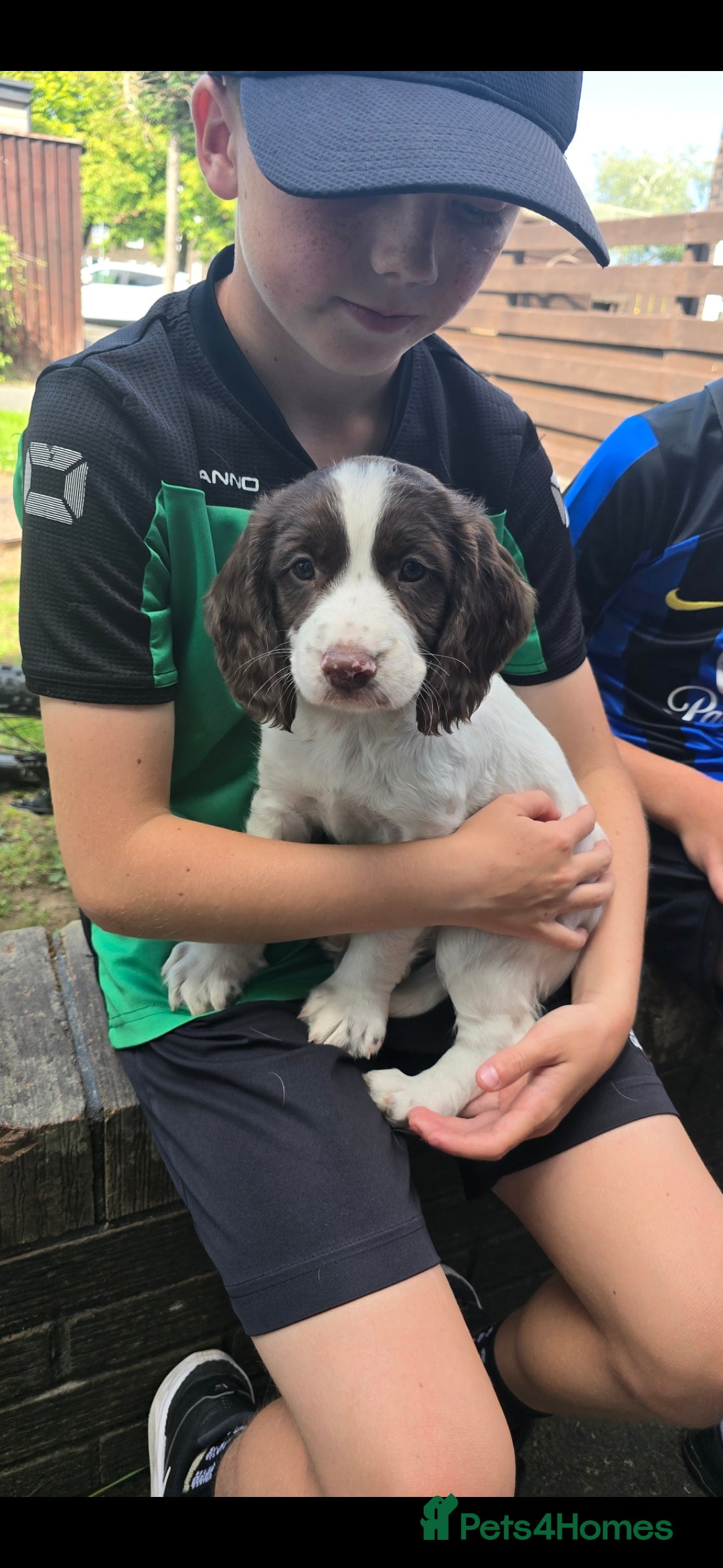 Cocker Spaniel dogs for sale: Cocker spaniel  - Image 2