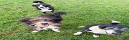 Mixed Breed dogs for adoption: Wolfie in Paisley - Advert 2