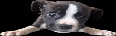 Mixed Breed Puppy 3