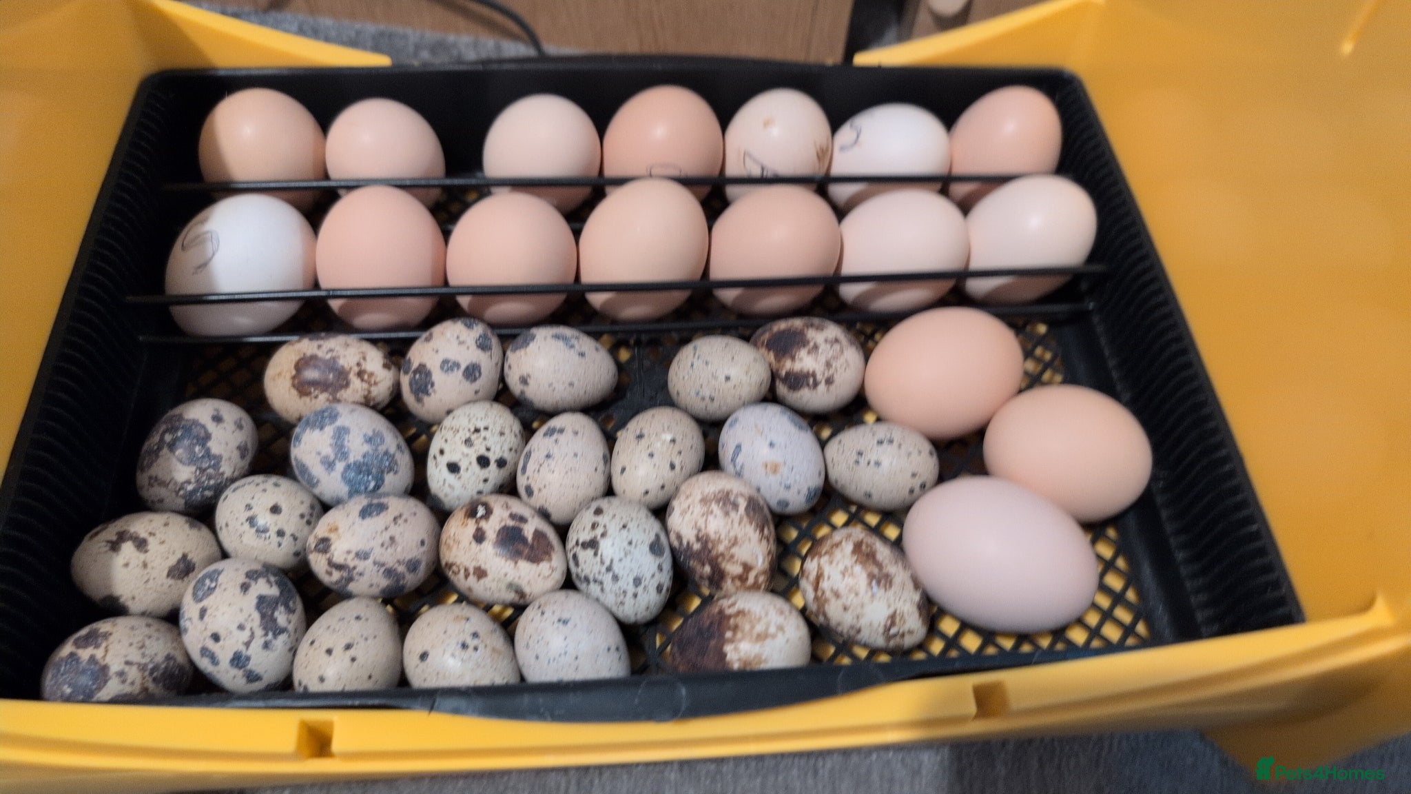 Chickens poultry for sale: Pekins, Quails, Eggs - Contact for availability  - Advert 8