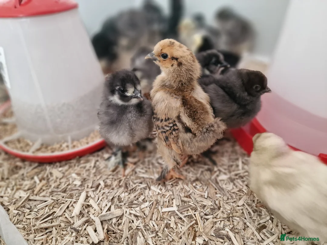Chickens poultry for sale: Adorable Mixed Silkie chicks and pekin chicks  - Advert 2