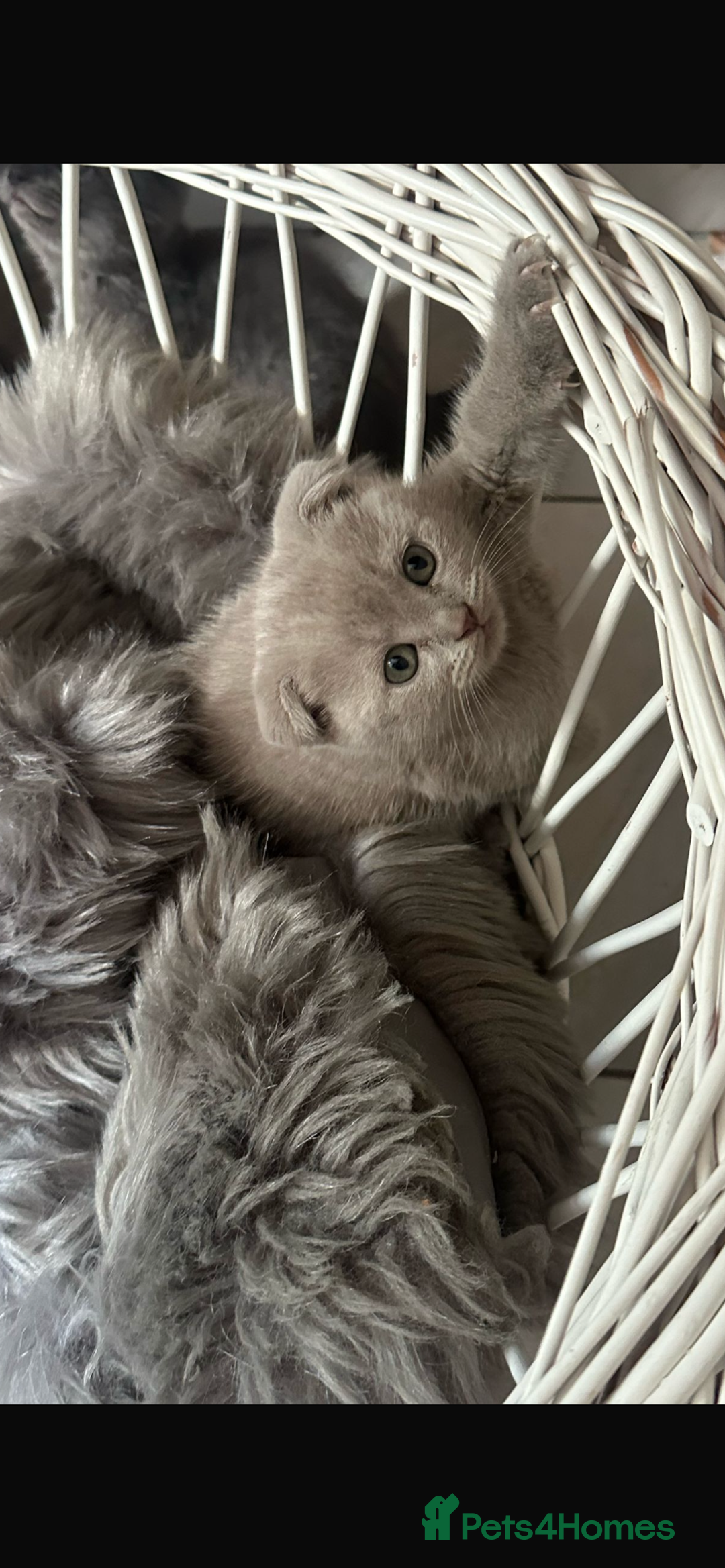 Scottish Fold cats for sale: Scottish fold kittens - Image 11