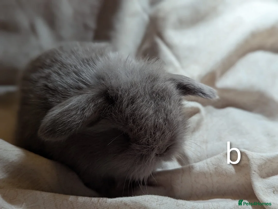 Mini Lion Lop rabbits for sale: Single main lion lops - Advert 3