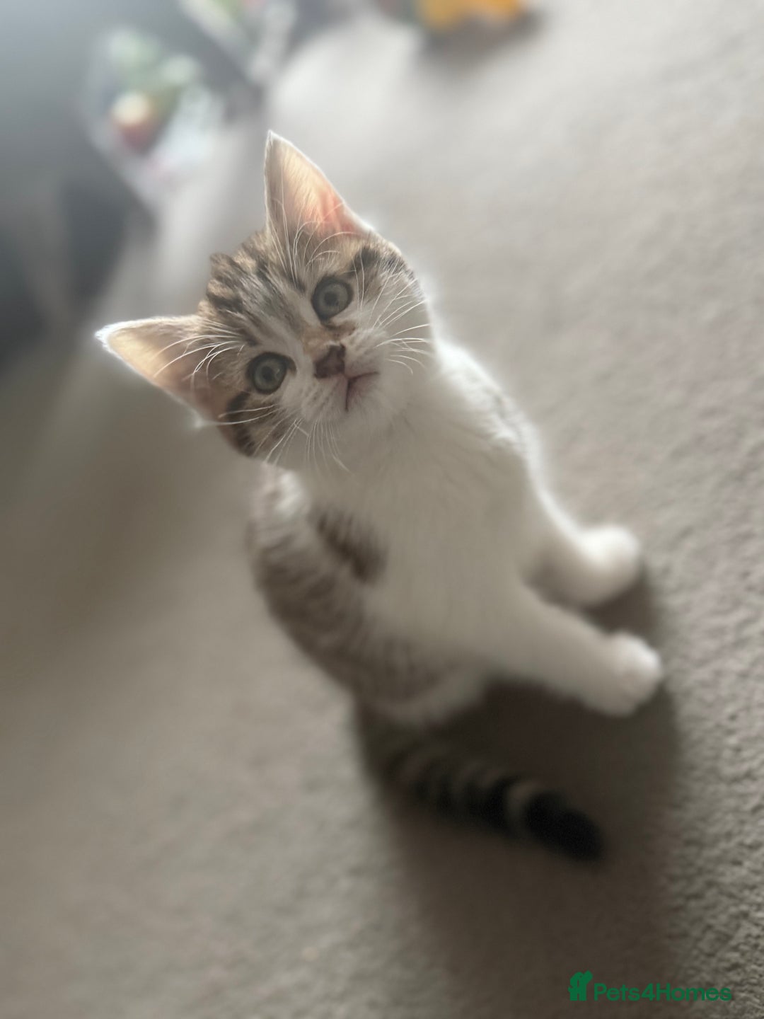 Mixed Breed cats for sale: Kittens  - Image 4