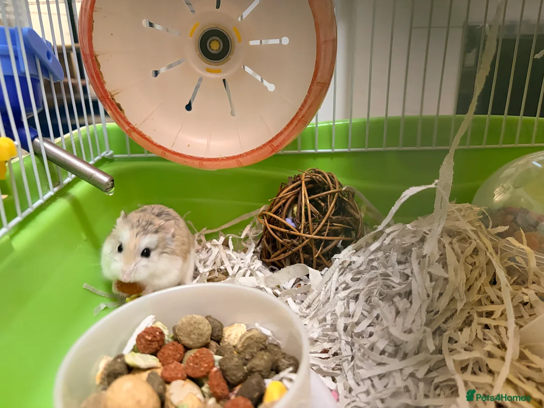 Hamster rodents for sale: Female Siberian hamster  - Advert 9