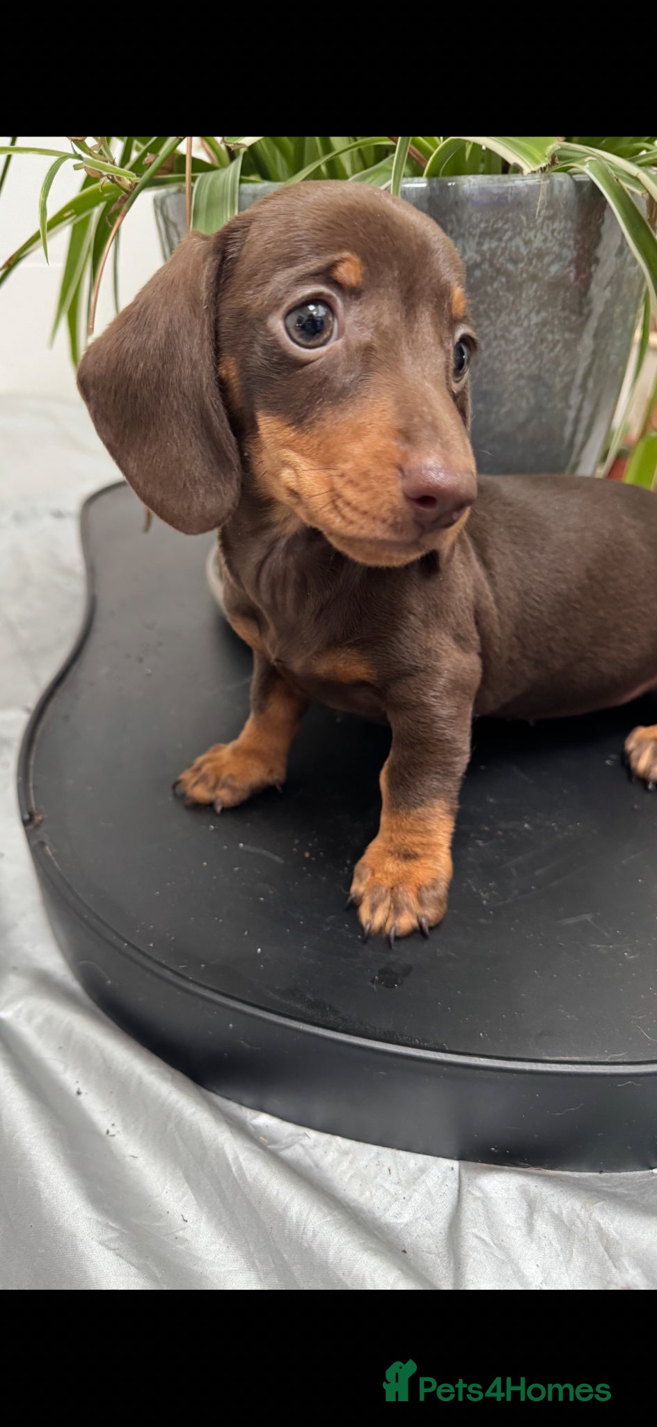 Miniature Dachshund dogs Kc Stunning Chocolate & Tan True Miniature  - Advert 2