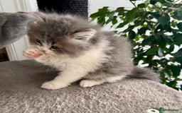 Selkirk Rex cats for sale: Selkirk rex kittens 😻 - Image 13