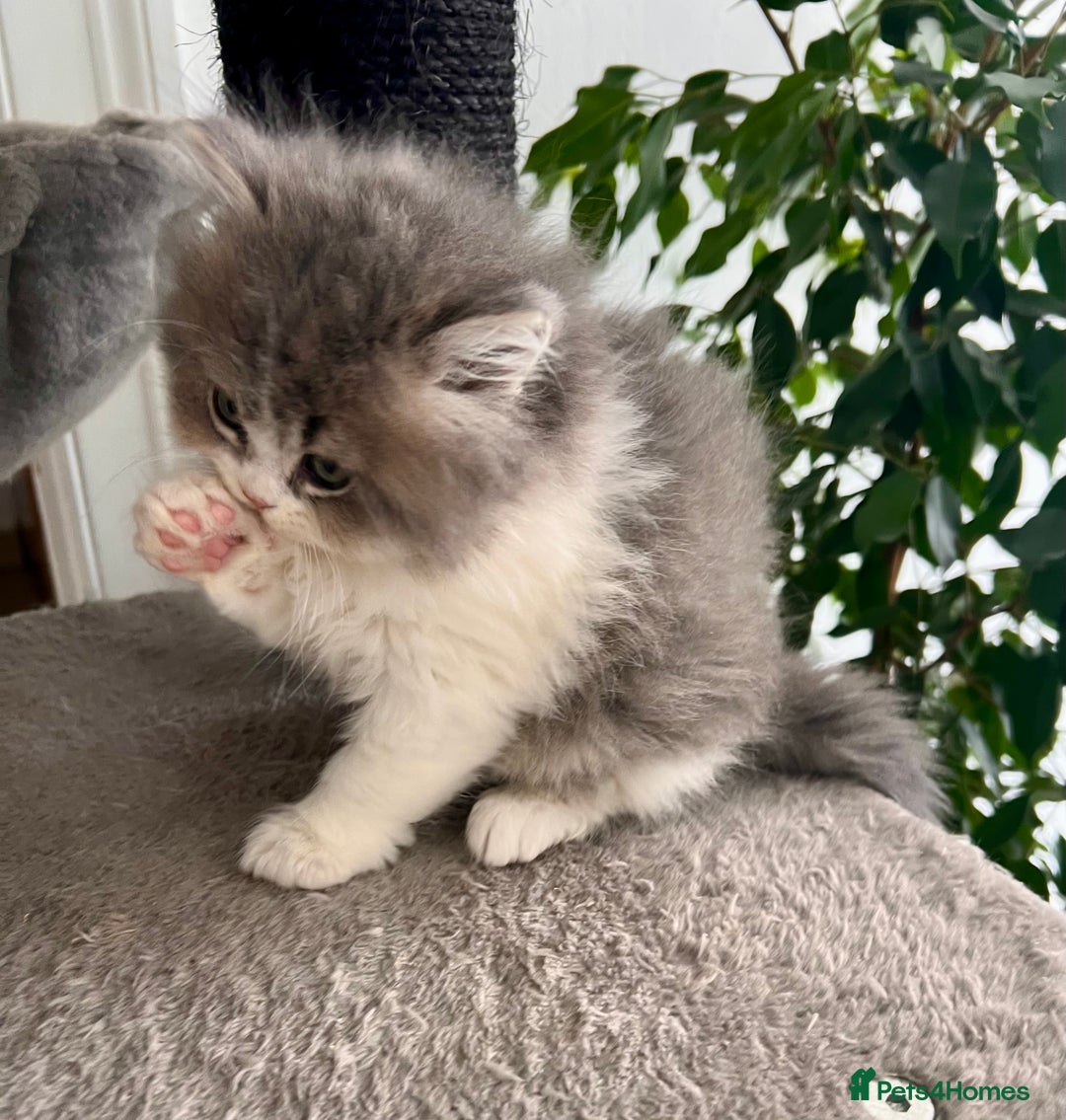 Selkirk Rex cats for sale: Selkirk rex kittens 😻 - Image 13
