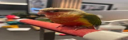 Conures birds for sale: Two Female Conures Including Large Cage - Advert 2