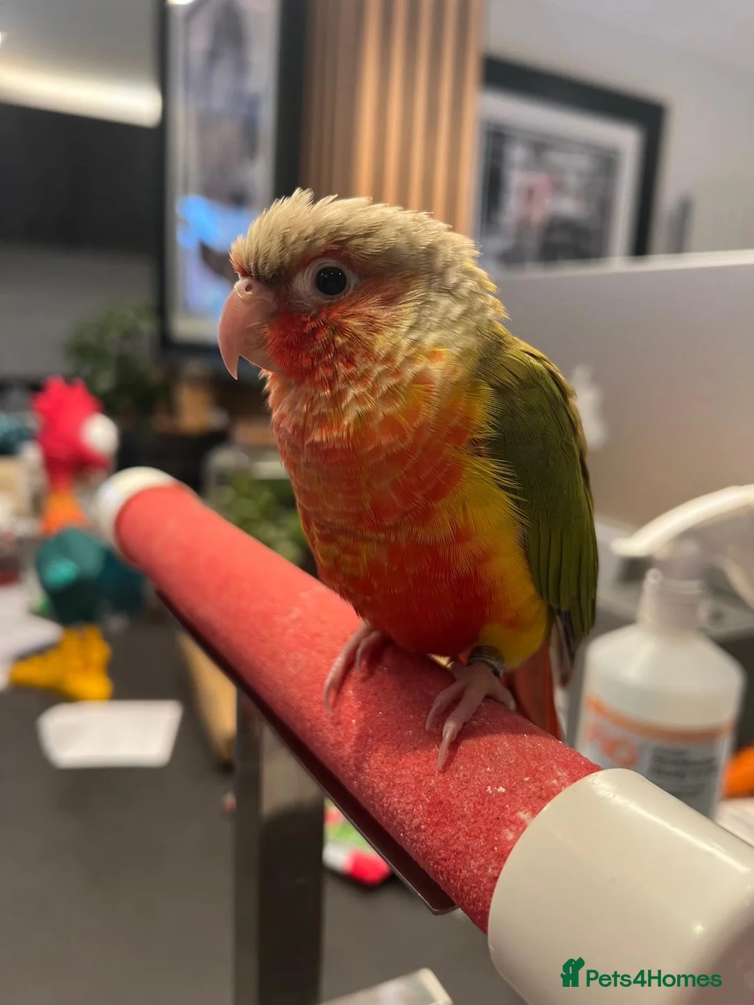 Conures birds for sale: Two Female Conures Including Large Cage - Advert 2
