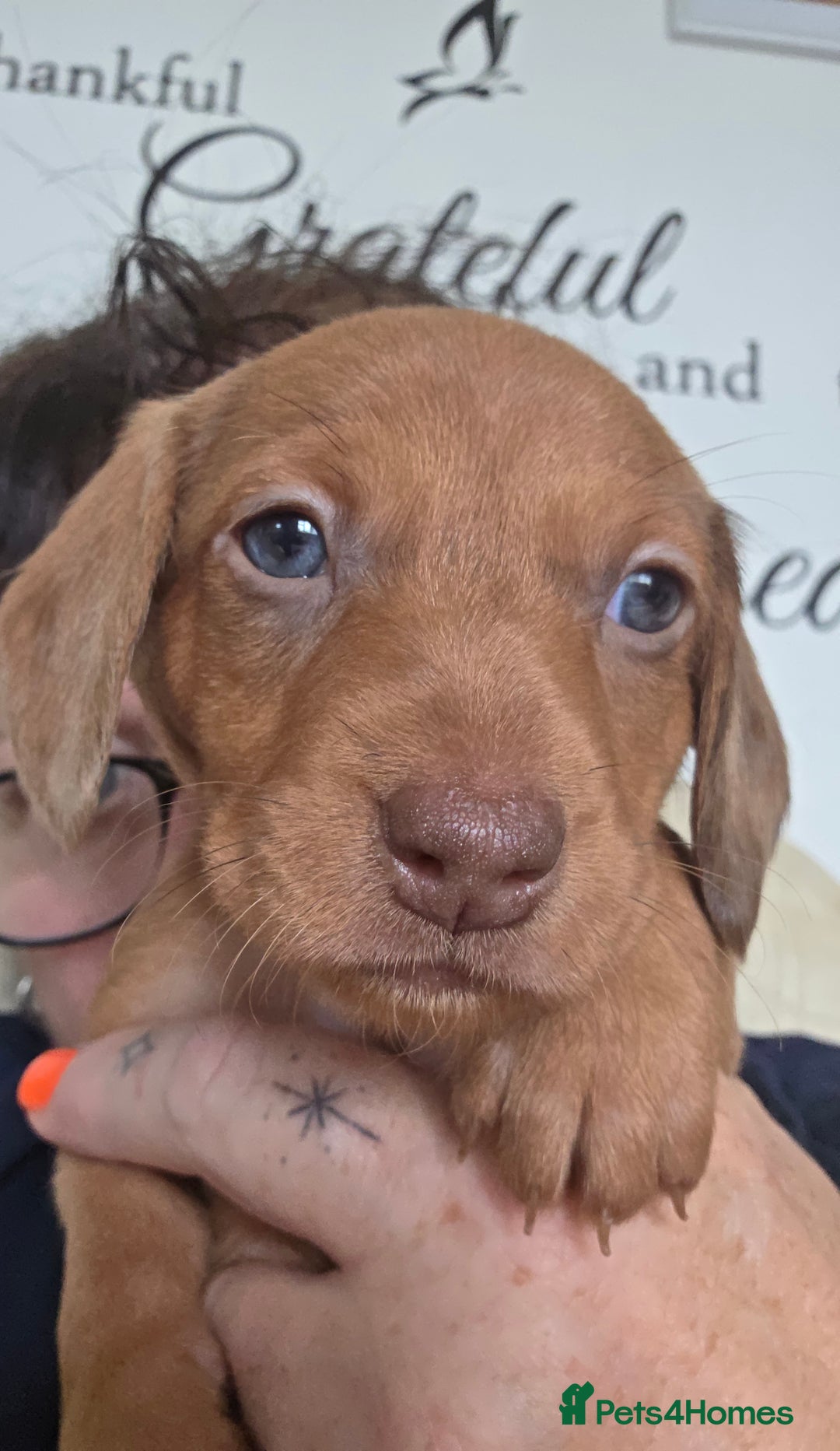 Dachshund dogs for sale: Dachshund for sale. Ready to leave  - Image 8