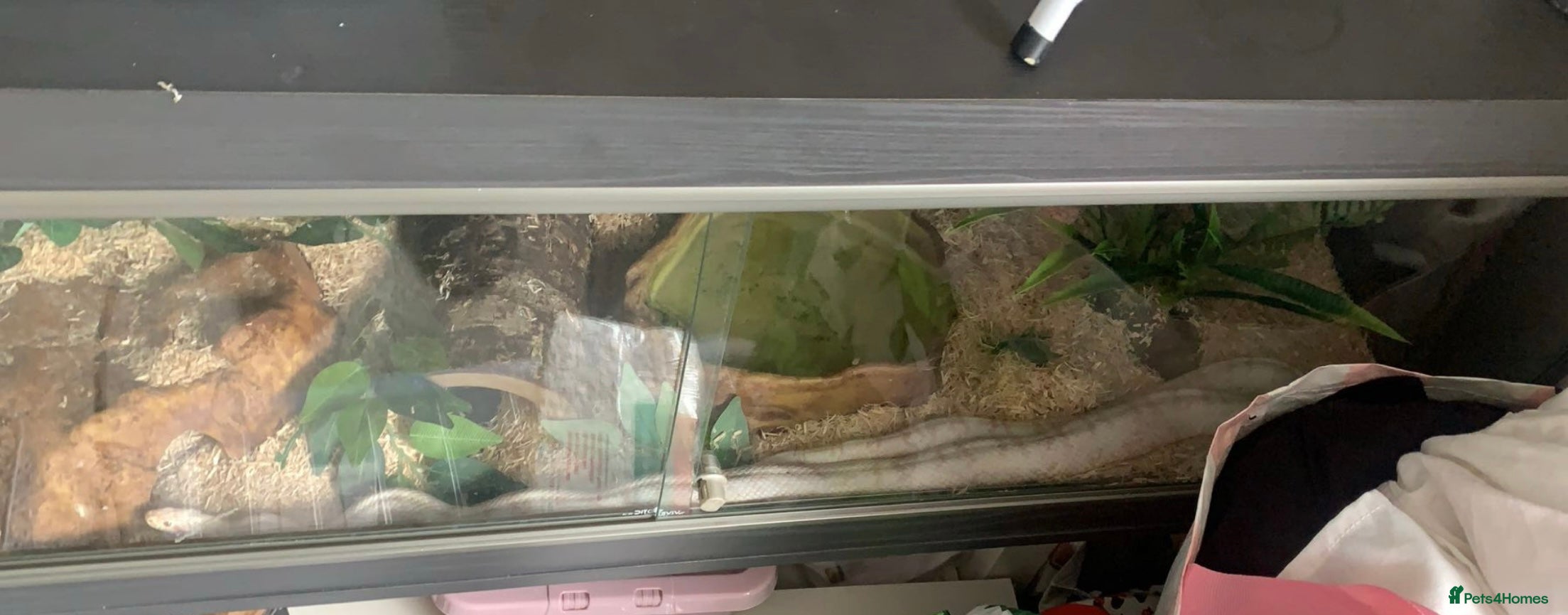 Corn Snake reptiles Albino corn snake for adoption  - Advert 2