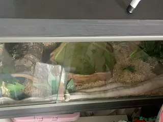 Corn Snake reptiles Albino corn snake for adoption - Advert 20