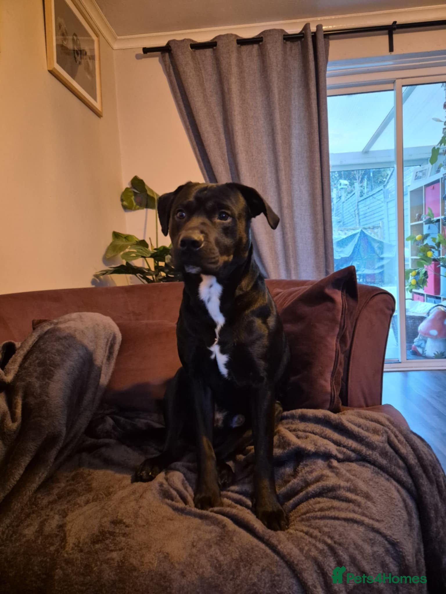 Mixed Breed dogs Kobie - Staffy x Labeador. 2 years old - Advert 6