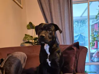 Mixed Breed dogs Kobie - Staffy x Labeador. 2 years old - Advert 6