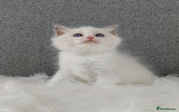 Ragdoll cats for sale: Best Ragdoll Kittens Regional Winner - Image 11