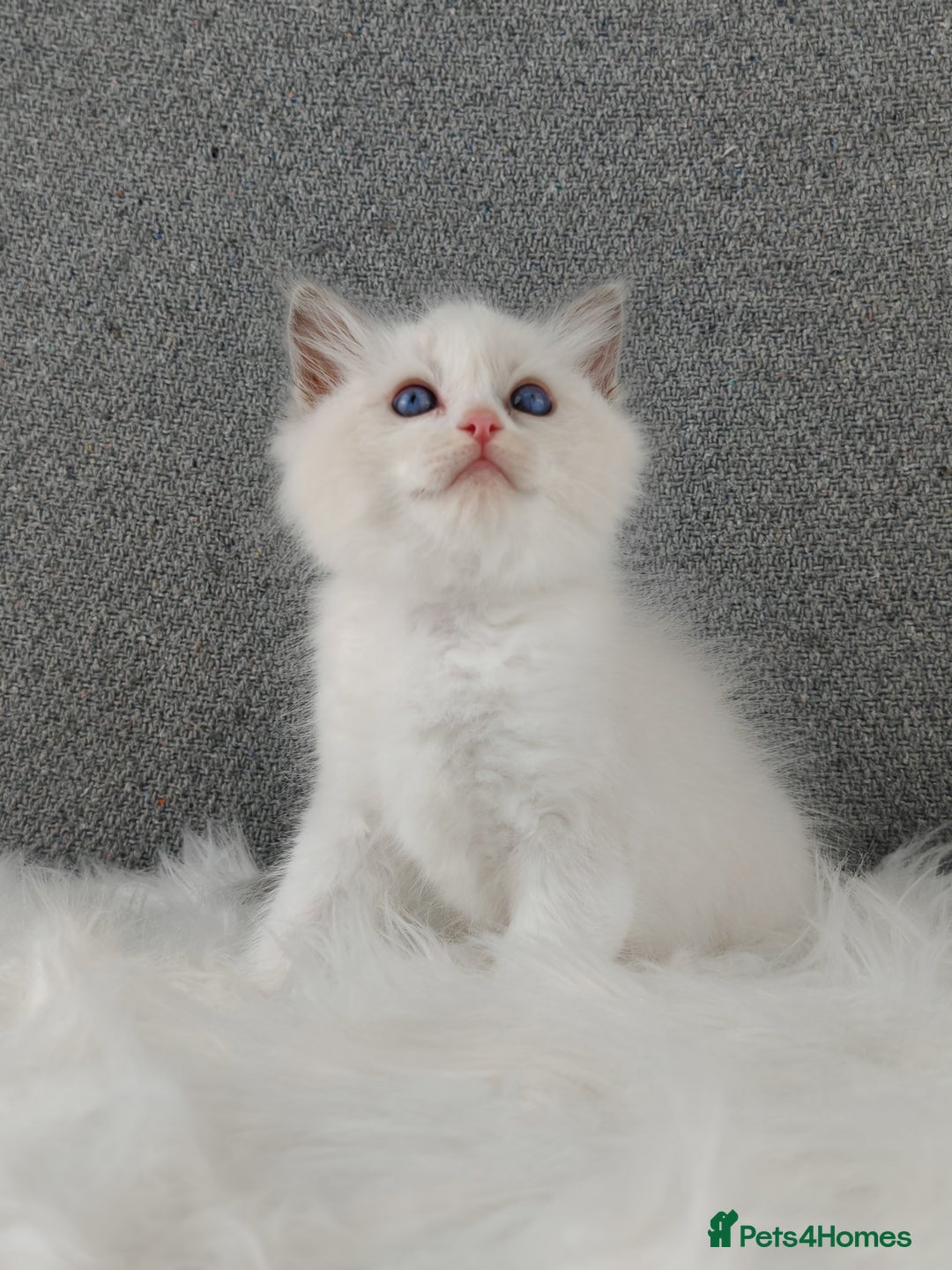 Ragdoll cats for sale: Best Ragdoll Kittens Regional Winner - Image 11