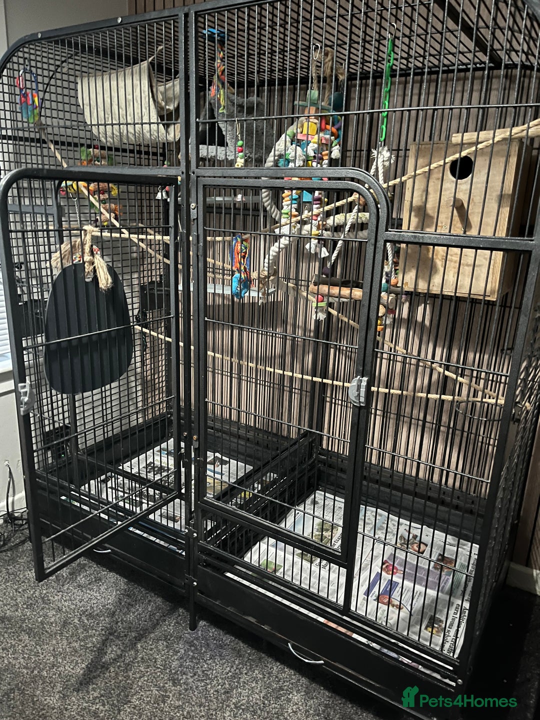 Cockatiels birds for sale: Breeding pair of birds  - Advert 6