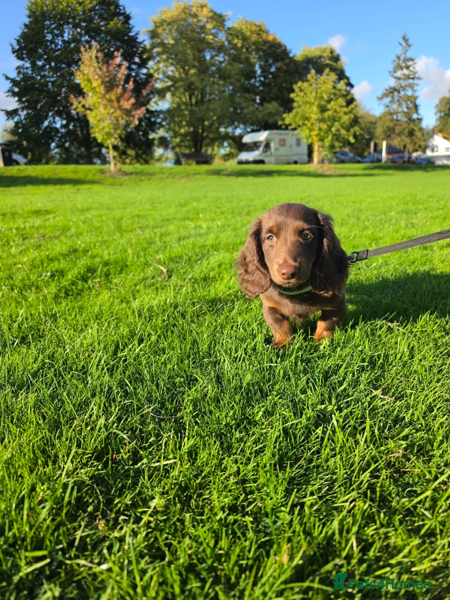 Miniature Dachshund dogs Fully vaccinated, Long Haired Miniature Dachshund  - Advert 1