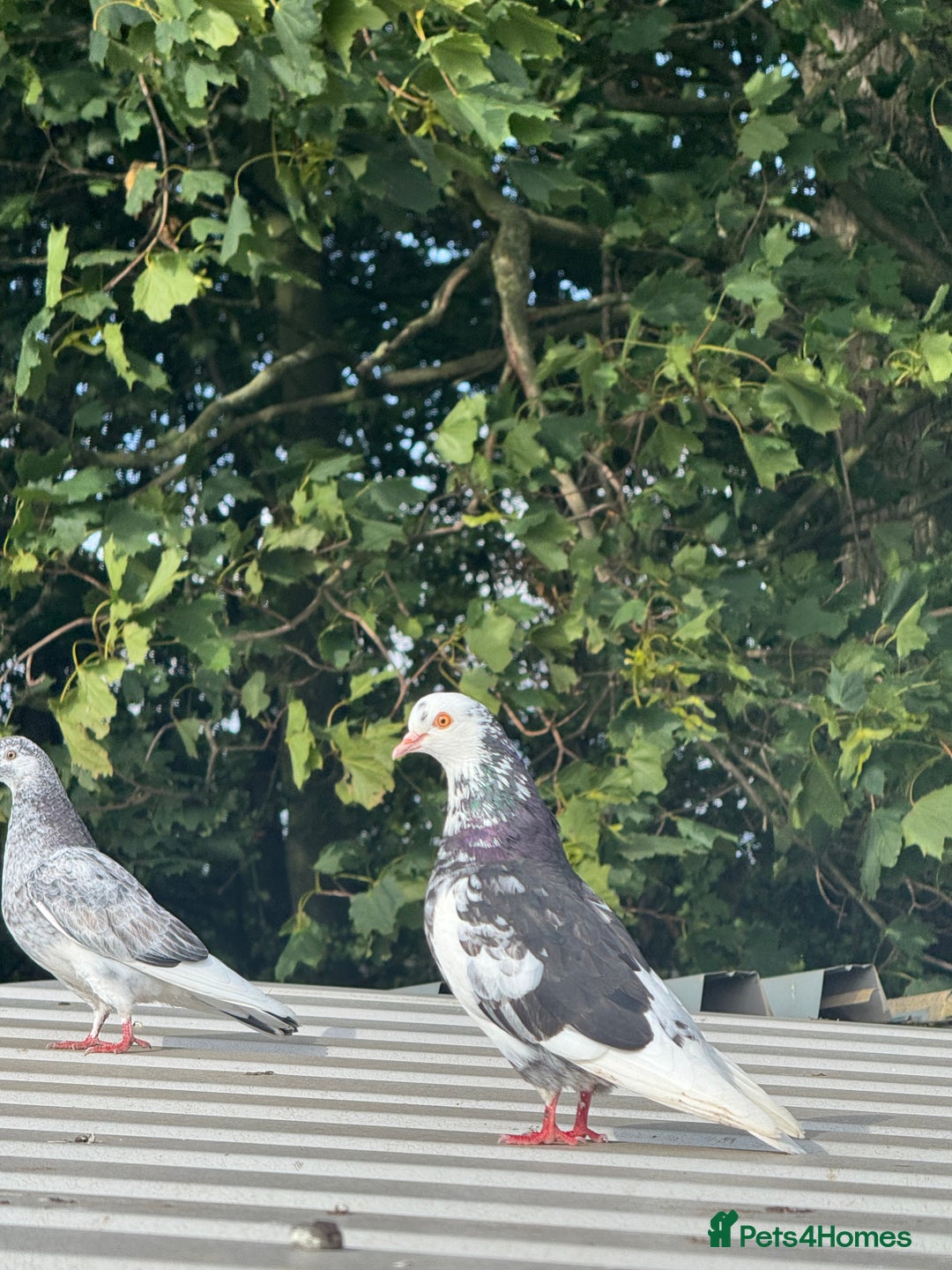 Pigeons birds for sale: Roller pigeons  - Image 2