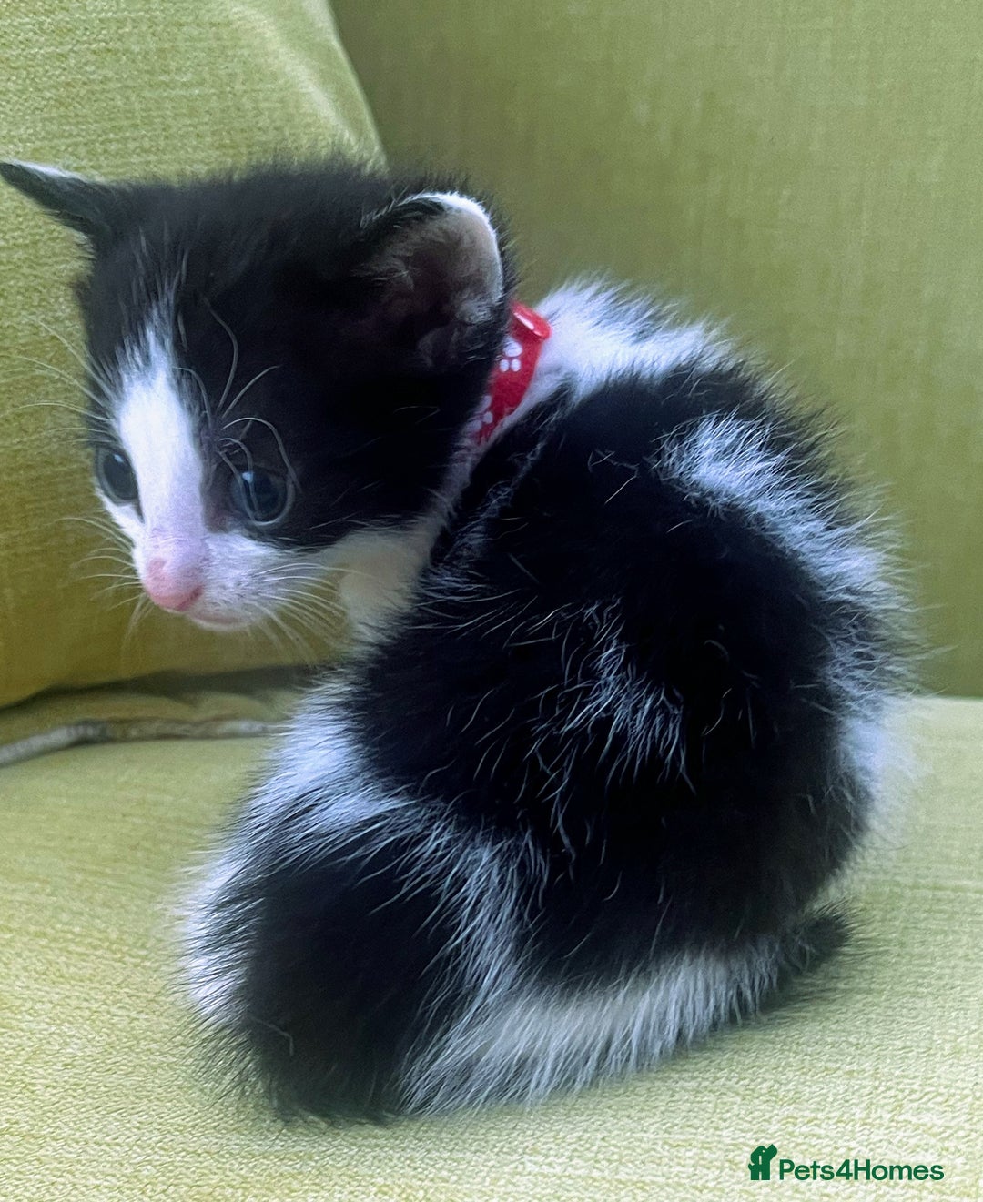 Mixed Breed cats for sale: CLEMMIE’S CUTIES  - Image 28