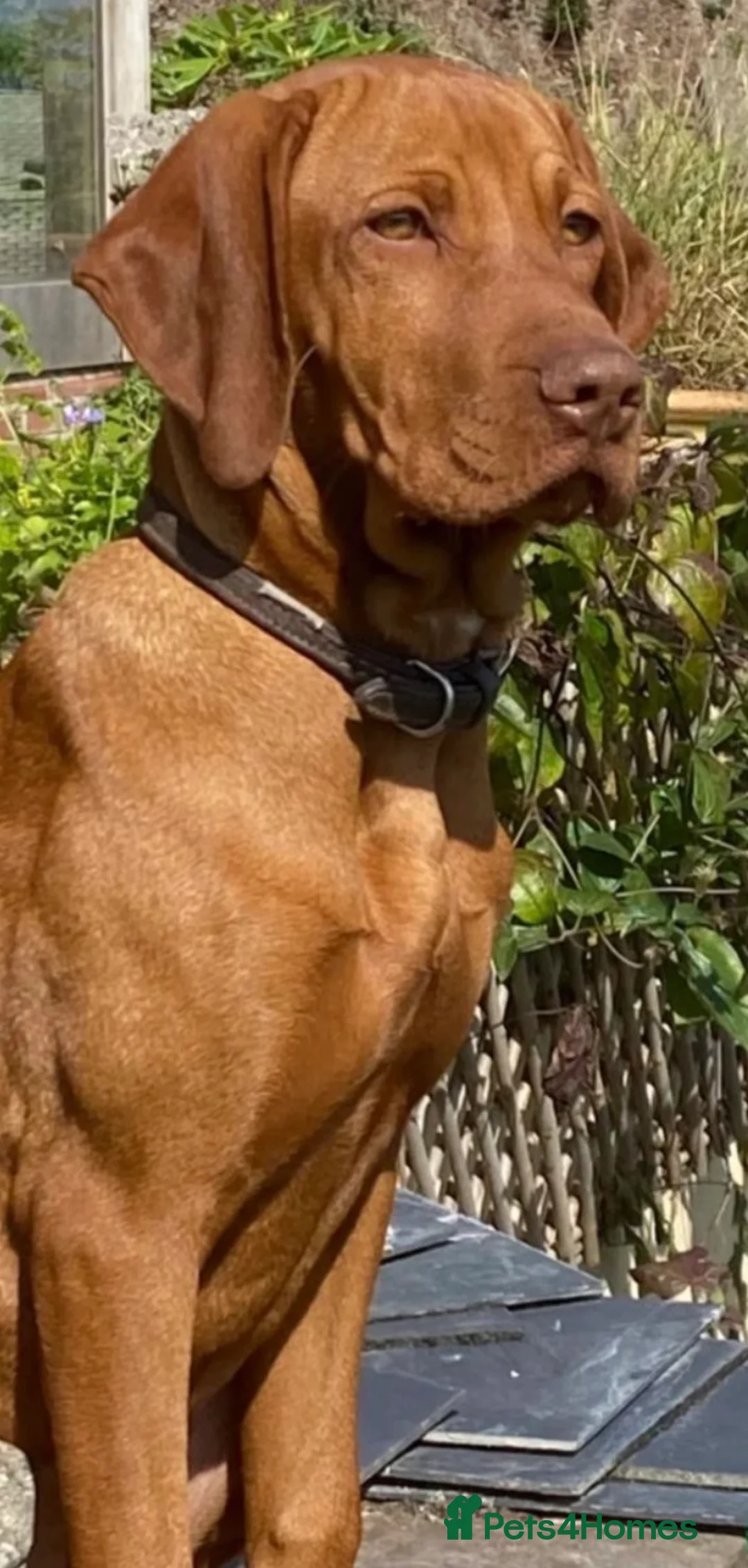Hungarian Vizsla dogs for sale: Hungarian Vizsla expected litter June 2026 in Richmond - Advert 1
