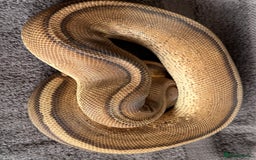 Snake reptiles for sale: Royal pythons adults / baby  - Image 4