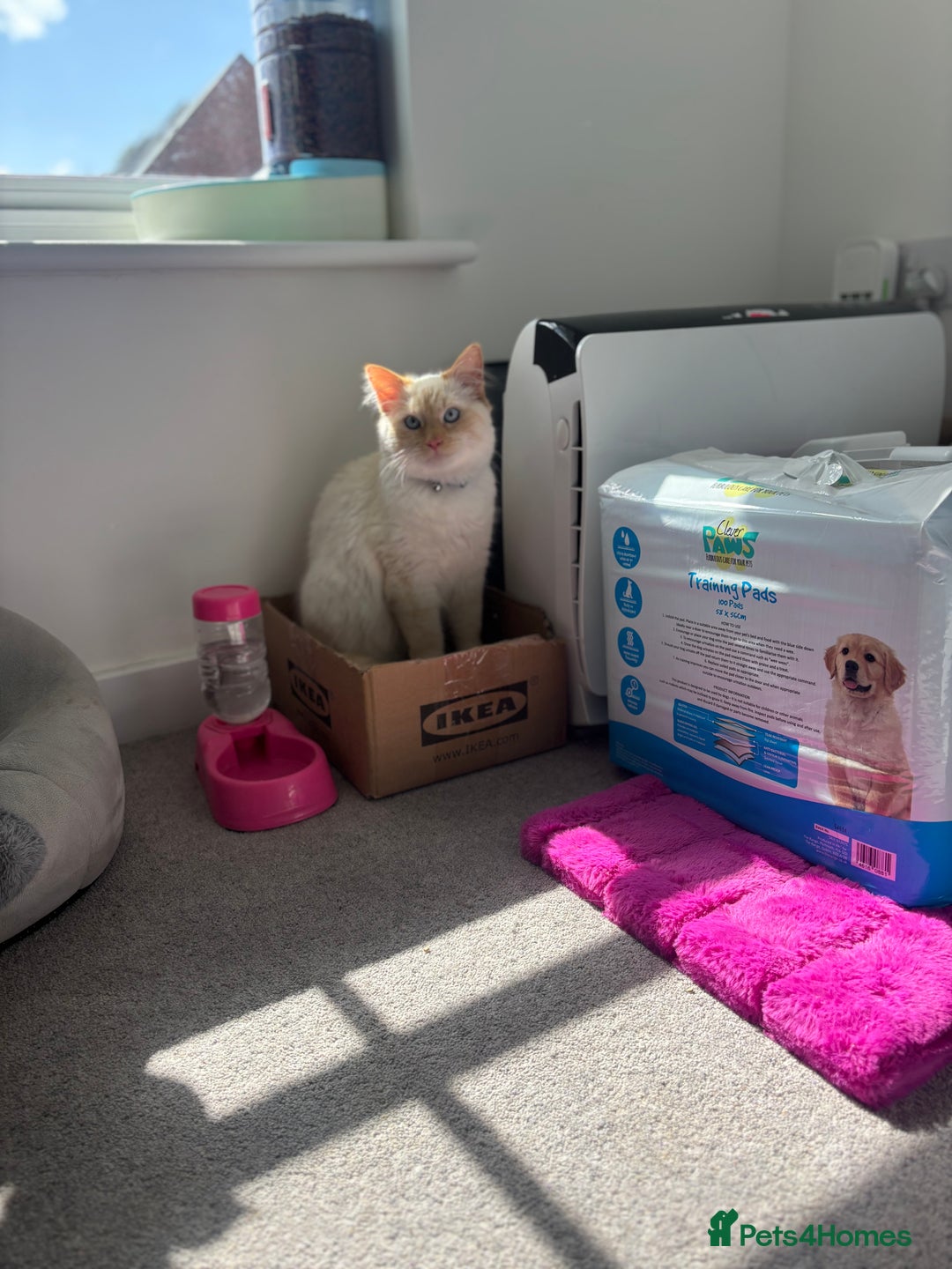 British Longhair cats for sale: White and ginger ragdoll  - Advert 5