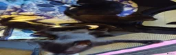 Mixed Breed cats for sale: Kittens for sale - Advert 8