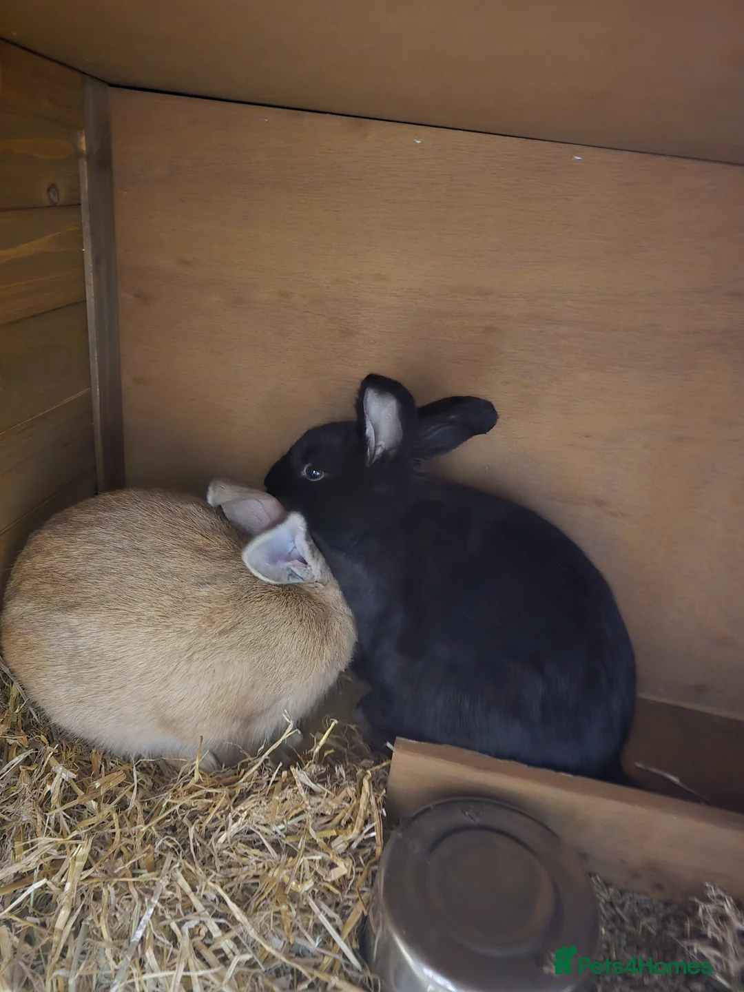 Mixed Breed rabbits for sale: Mixed Breed Rabbits in Beccles - Advert 4
