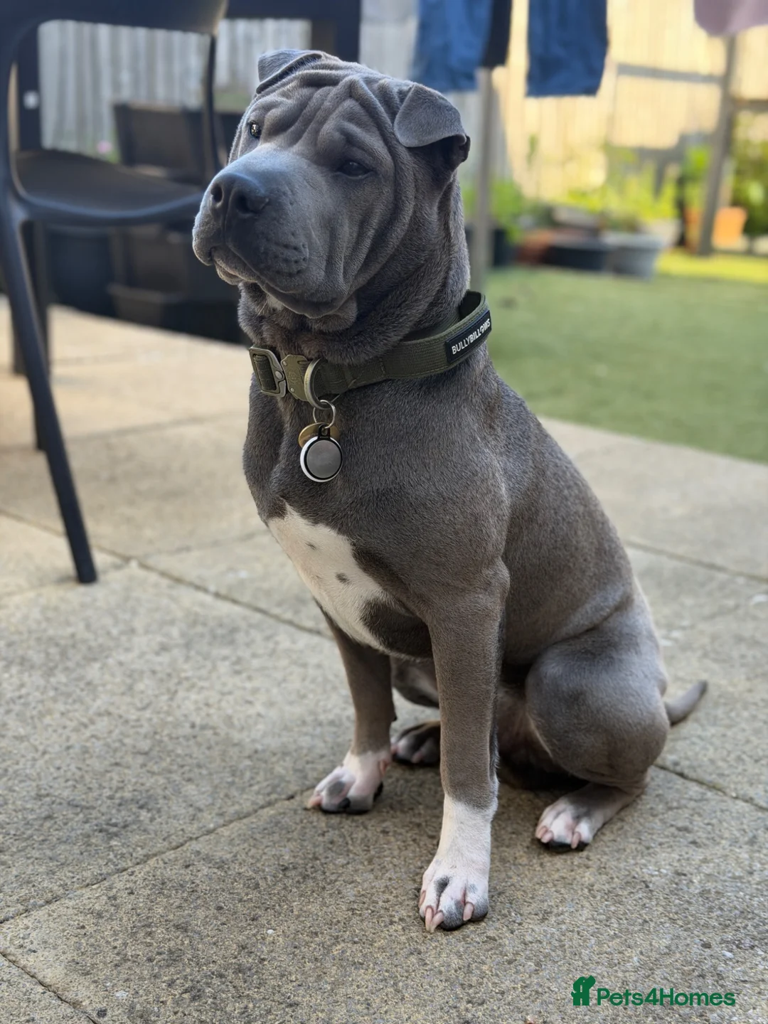 Mixed Breed dogs for sale: Bullpei puppy - Bowie - Advert 2