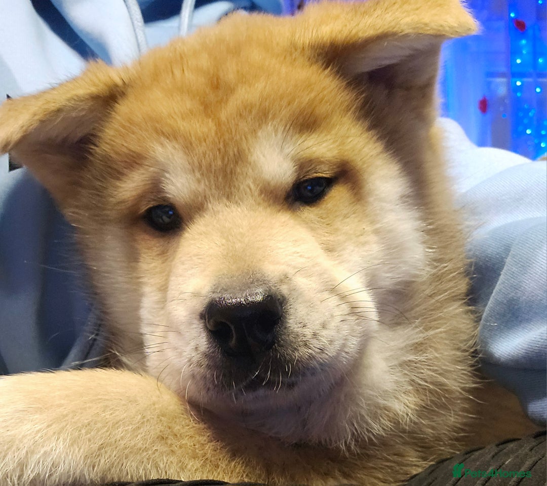 Mixed Breed dogs for sale: Chowsky puppies ready to go chow x siberian husky - Advert 7
