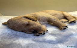 Cockapoo dogs for sale: Stunning f1b cockapoo puppies!!  - Image 6