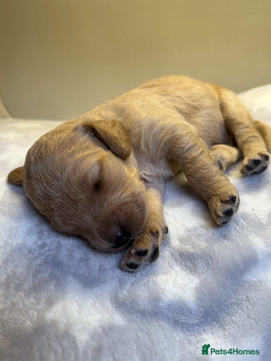 Cockapoo dogs for sale: Stunning f1b cockapoo puppies!!  - Image 6