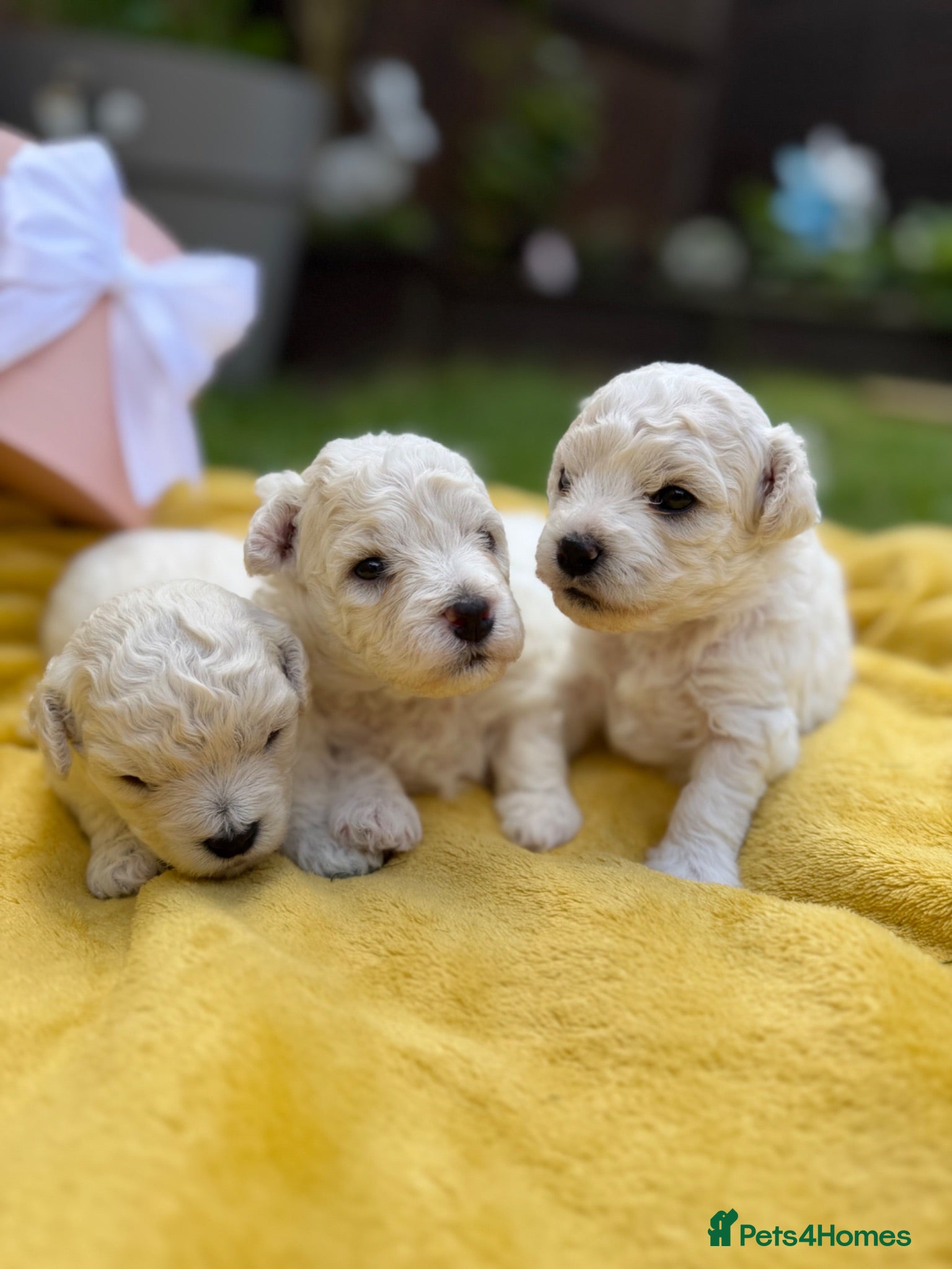 Bichon Frise dogs for sale: ⭐️Gorgeous Bichon Frise Puppies Available ⭐️ - Advert 1