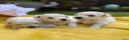 Bichon Frise dogs for sale: ⭐️Gorgeous Bichon Frise Puppies Available ⭐️ - Advert 1