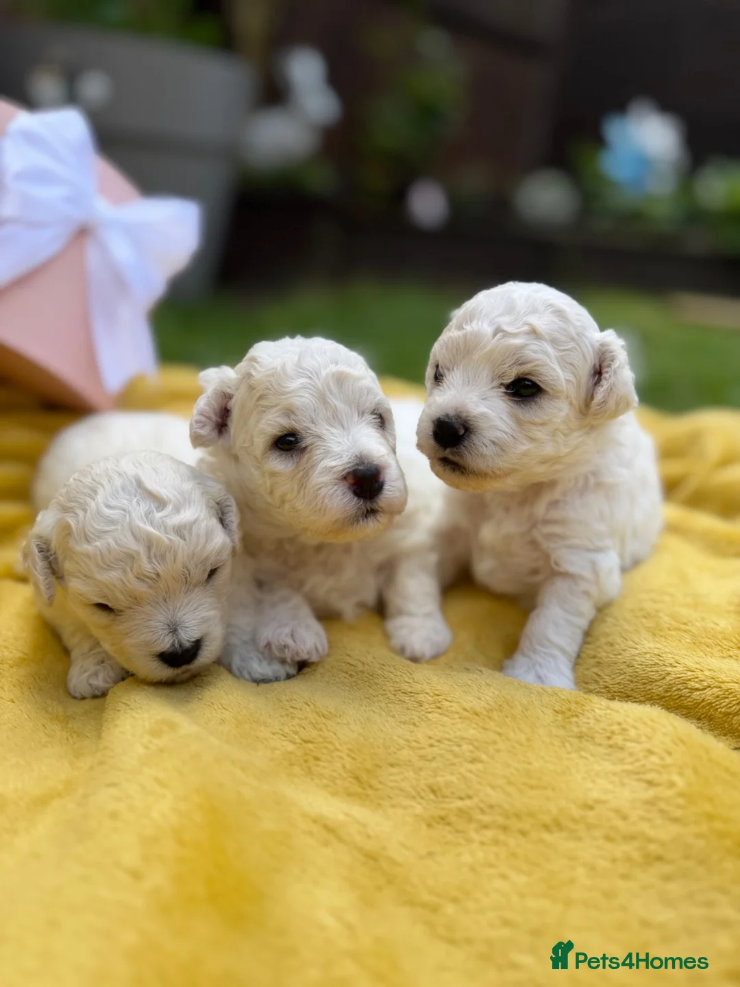 Bichon Frise dogs for sale: ⭐️Gorgeous Bichon Frise Puppies Available ⭐️ - Advert 1