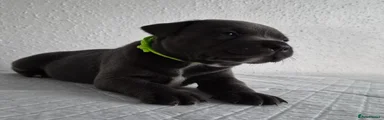 Staffordshire Bull Terrier 5